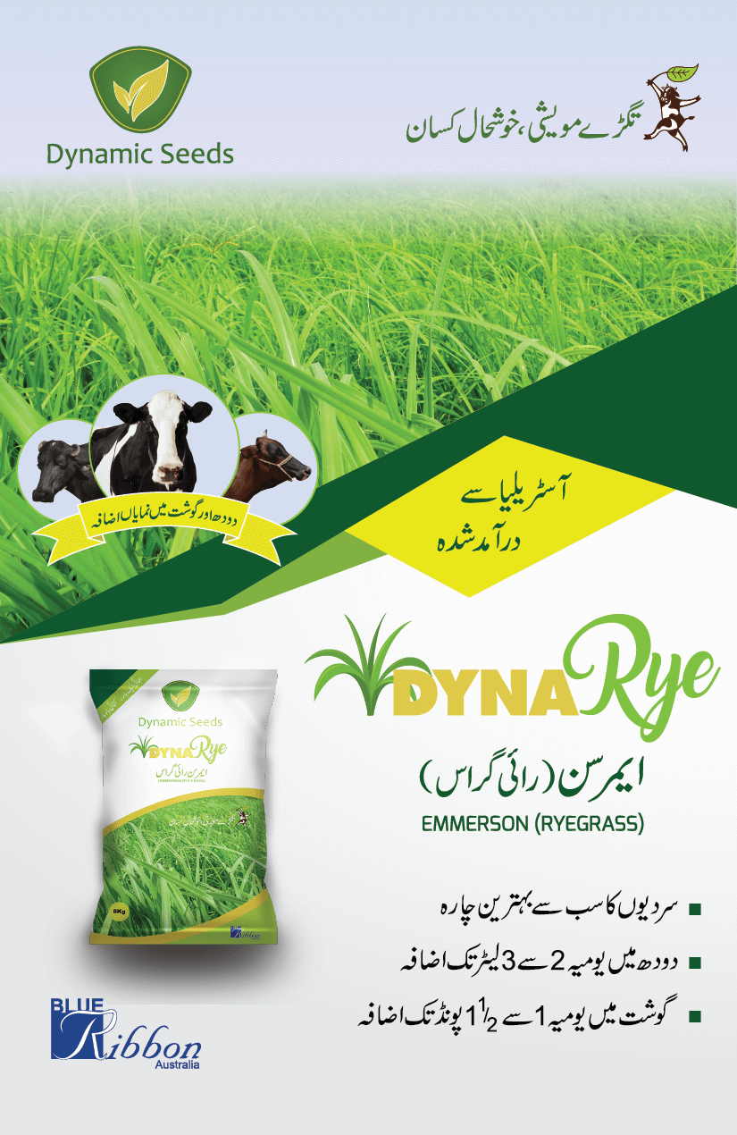 DynaRye Premium Seeds - Imported from Australia